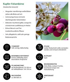 Kupfer-Felsenbirne 8 Kupfer-Felsenbirne -Gartenbedarf Verkäufe 2024 7042419 WE IG 001 KupferFelsenbirne