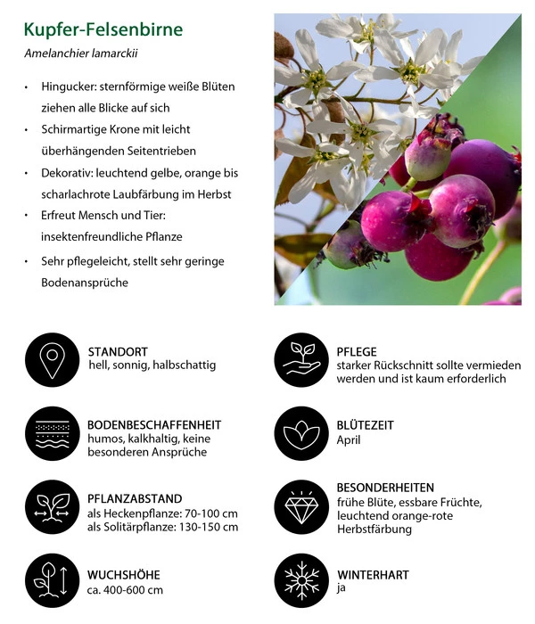 Kupfer-Felsenbirne 4 Kupfer-Felsenbirne – Bild 2