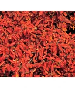 Kupfer-Felsenbirne 9 Kupfer-Felsenbirne -Gartenbedarf Verkäufe 2024 7042427 BildD 001 KupferFelsenbirneAmelanchLamarck