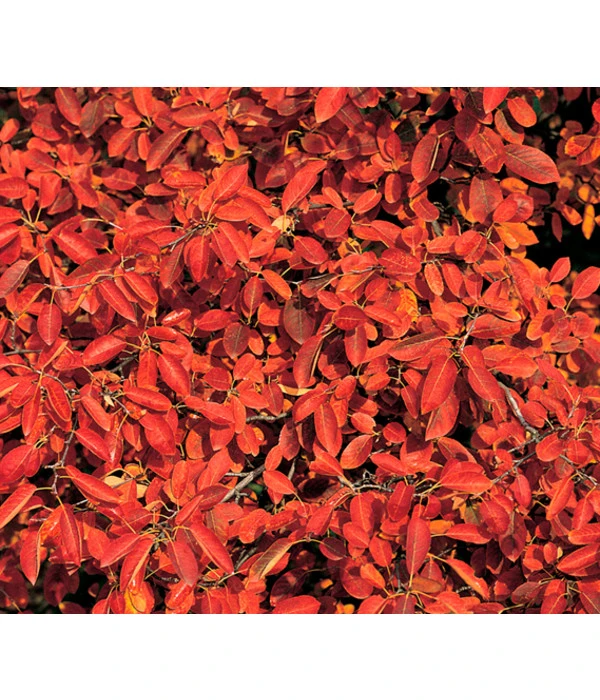 Kupfer-Felsenbirne 5 Kupfer-Felsenbirne – Bild 3