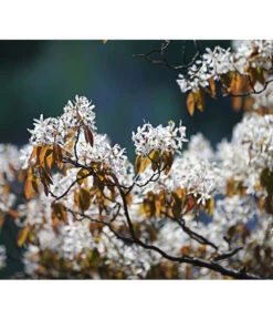 Kupfer-Felsenbirne 10 Kupfer-Felsenbirne -Gartenbedarf Verkäufe 2024 7042427 PR MO 001 AmelanchierLamarckDehnerExpressHerzig