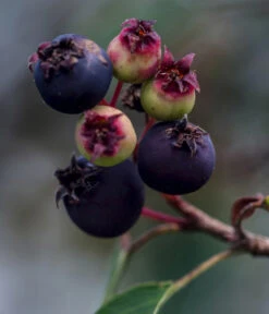 Kupfer-Felsenbirne 11 Kupfer-Felsenbirne -Gartenbedarf Verkäufe 2024 7042450 WE DE 003 AmelanchierFelsenbirne