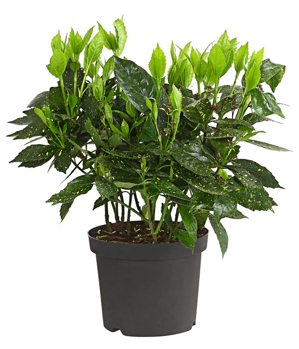 Dehner Japanische Aukube 'Variegata' 4 Dehner Japanische Aukube 'Variegata' – Bild 2