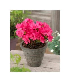 Japanische Azalee 'Anouk' 8 Japanische Azalee 'Anouk' -Gartenbedarf Verkäufe 2024 7046576 BildFS 001 JapanischeAzaleeAnoukAzalJapAnouk