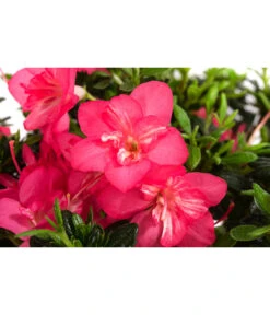 Japanische Azalee 'Anouk' 11 Japanische Azalee 'Anouk' -Gartenbedarf Verkäufe 2024 7046576 WE DE 001 JapanischeAzaleeAnouk1L