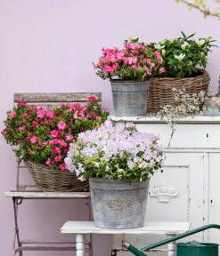 Japanische Azalee 'Anouk' 10 Japanische Azalee 'Anouk' -Gartenbedarf Verkäufe 2024 7046576 WE MO 001 JapanischeAzaleeAnouk