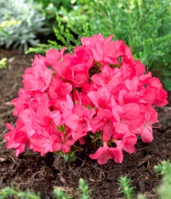 Japanische Azalee 'Anouk' 9 Japanische Azalee 'Anouk' -Gartenbedarf Verkäufe 2024 7046576 WE MO 001 RhododendronOnbekend