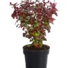 Blut-Berberitze 'Atropurpurea' 1 Blut-Berberitze 'Atropurpurea' -Gartenbedarf Verkäufe 2024 7066871 WE FS 001 BerberitzeBerberisThunbergiiAtro1L