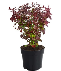 Blut-Berberitze 'Atropurpurea'