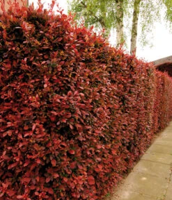 Blut-Berberitze 'Atropurpurea' -Gartenbedarf Verkäufe 2024 7066871 WE MO 003 BlutBerberitzeRoteHecken