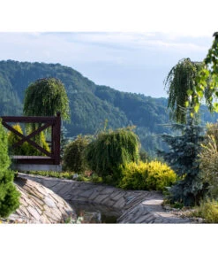 Trauer-Birke 'Youngii' 6 Trauer-Birke 'Youngii' -Gartenbedarf Verkäufe 2024 7075187 WE MO 001 HaengebirkeBetulaPendulaPixabay