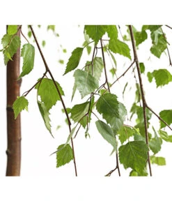 Trauer-Birke 'Youngii' 7 Trauer-Birke 'Youngii' -Gartenbedarf Verkäufe 2024 7075419 WE DE 001 BetulaPendulaYoungiiTrauerBirke15LDehnerExpressHerzig