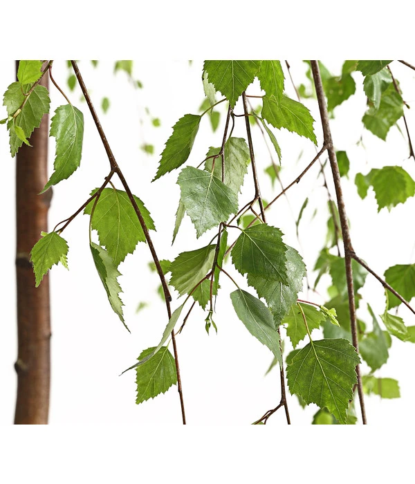 Trauer-Birke 'Youngii' 5 Trauer-Birke 'Youngii' – Bild 3