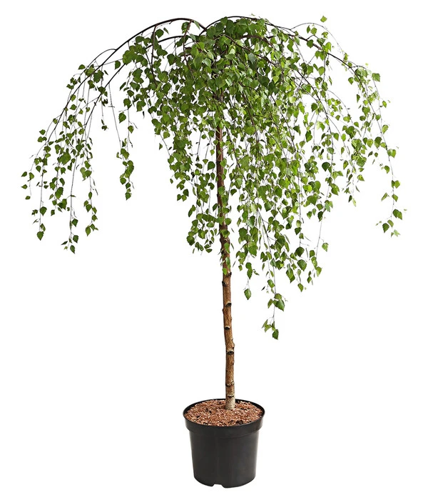 Trauer-Birke 'Youngii' 3 Trauer-Birke 'Youngii'