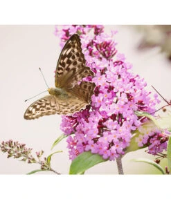 Sommerflieder, Verschiedene Sorten 12 Sommerflieder, Verschiedene Sorten -Gartenbedarf Verkäufe 2024 7078991 WE DE 001 BuddleijaSommerflieder Pixabay