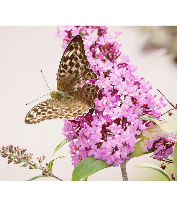 Sommerflieder, Verschiedene Sorten 7 Sommerflieder, Verschiedene Sorten – Bild 5