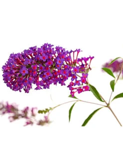 Sommerflieder, Verschiedene Sorten 13 Sommerflieder, Verschiedene Sorten -Gartenbedarf Verkäufe 2024 7078991 WE DE 001 BuddlejaDavidiiNanhoPurpleSommerflieder3LDehnerExpressHerzig