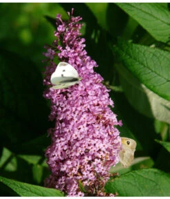 Sommerflieder, Verschiedene Sorten 10 Sommerflieder, Verschiedene Sorten -Gartenbedarf Verkäufe 2024 7078991 WE DE 003 BuddleijaSommerflieder Pixabay