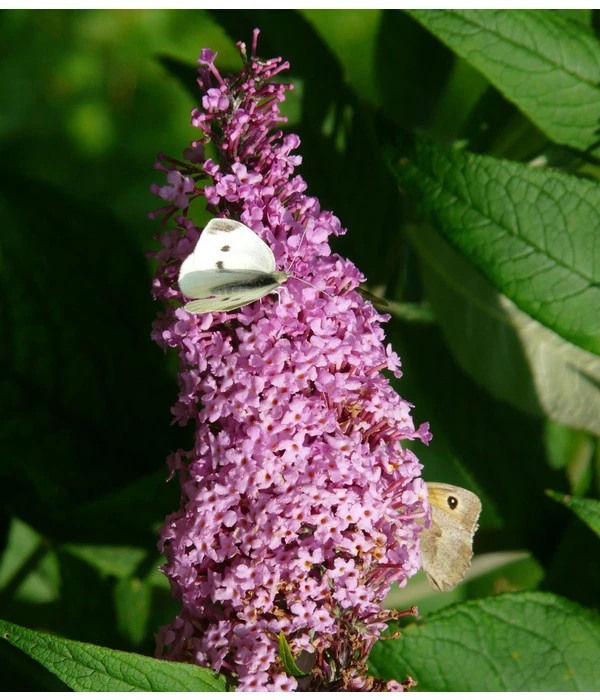 Sommerflieder, Verschiedene Sorten 5 Sommerflieder, Verschiedene Sorten – Bild 3