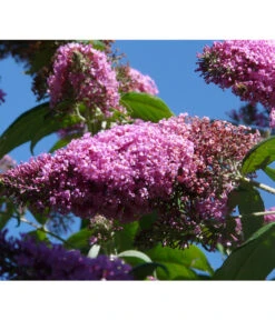 Sommerflieder, Verschiedene Sorten 11 Sommerflieder, Verschiedene Sorten -Gartenbedarf Verkäufe 2024 7078991 WE DE 004 BuddleijaSommerflieder Pixabay