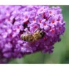 Sommerflieder, Verschiedene Sorten -Gartenbedarf Verkäufe 2024 7078991 WE DE 021 BuddlejaSchmetterlingsfliederLila