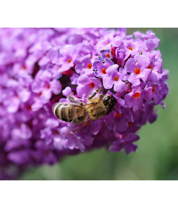 Sommerflieder, Verschiedene Sorten 3 Sommerflieder, Verschiedene Sorten