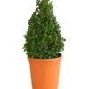 Buchs, Kegel -Gartenbedarf Verkäufe 2024 7082167 PR FS 001 BuxusBuchsPyramide30cm3LDehnerExpressHerzig