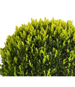 Buchs, Kugel 7 Buchs, Kugel -Gartenbedarf Verkäufe 2024 7082241 PR DE 001 BuxKugelDehnerExpressHerzig