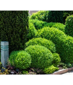 Buchs, Kugel 6 Buchs, Kugel -Gartenbedarf Verkäufe 2024 7082241 PR MO 002 BuxusBuchsKugelGWLucknerMai2017