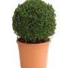 Buchs, Kugel 2 Buchs, Kugel -Gartenbedarf Verkäufe 2024 7082332 WE FS 001 BuxusBuchsSempervirensDehnerExpressHerzig