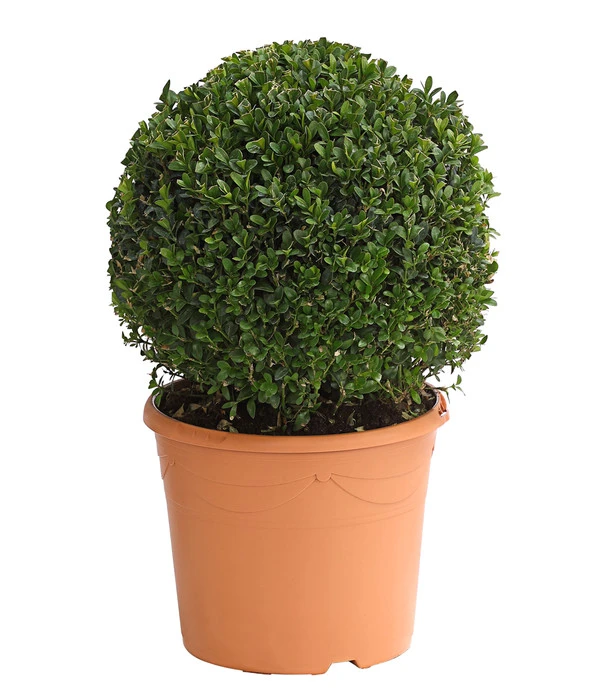 Buchs, Kugel 3 Buchs, Kugel