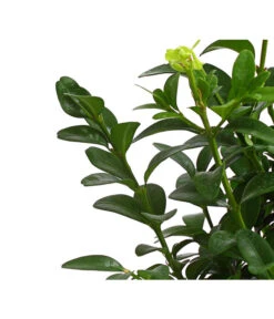 Buchs -Gartenbedarf Verkäufe 2024 7083108 PR DE 001 BuchsBuxusGuteWahl9DehnerExpressHerzig