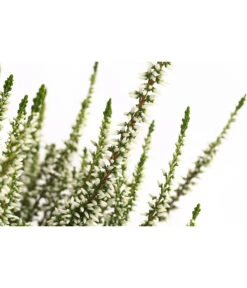 Knospenheide, Verschiedene Sorten -Gartenbedarf Verkäufe 2024 7084932 WE DE 002 CallunaHelenaKnospenheide