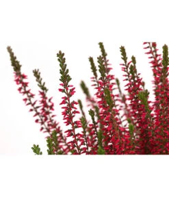 Knospenheide, Verschiedene Sorten -Gartenbedarf Verkäufe 2024 7084932 WE DE 003 CallunaAngiKnospenheide