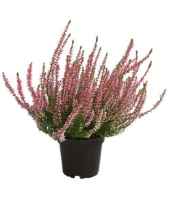 Knospenheide, Verschiedene Sorten -Gartenbedarf Verkäufe 2024 7084932 WE FS 002 CallunaRenaKnospenheide