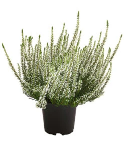 Knospenheide, Verschiedene Sorten -Gartenbedarf Verkäufe 2024 7084932 WE FS 003 CallunaHelenaKnospenheide