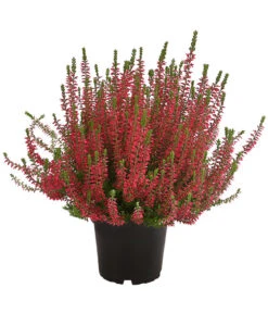 Knospenheide, Verschiedene Sorten -Gartenbedarf Verkäufe 2024 7084932 WE FS 004 CallunaAngiKnospenheide