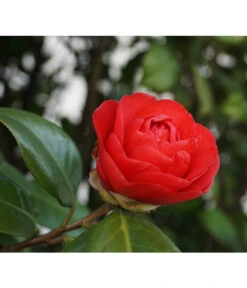 Kamelie, Rot -Gartenbedarf Verkäufe 2024 7086549 WE DE 002 CamelliaJaponicaKamelieRot Pixabay