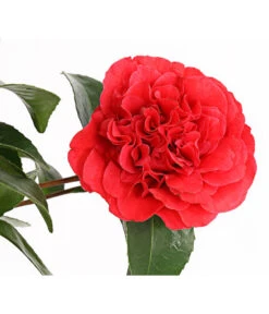Kamelie, Rot -Gartenbedarf Verkäufe 2024 7086671 WE DE 001 CamelliaKamelieJaponicaRot11CDehnerExpressHerzig