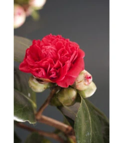 Kamelie, Rot -Gartenbedarf Verkäufe 2024 7086671 WE DE 001 CamelliaRotDreamstimeAllgreen