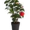 Kamelie, Rot -Gartenbedarf Verkäufe 2024 7086671 WE FS 001 CamelliaKamelieJaponicaRot11CDehnerExpressHerzig