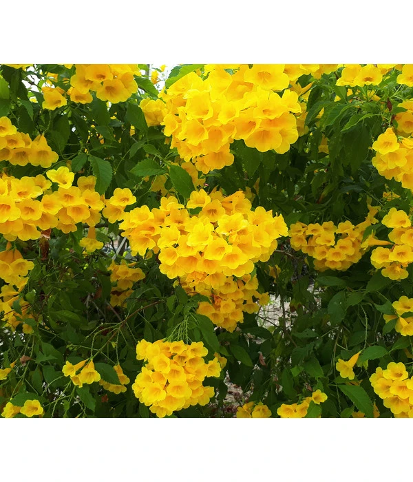 Gelbe Trompetenblume 'Flava' 3 Gelbe Trompetenblume 'Flava'