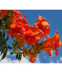 Trompetenblume 'Mme. Galen' -Gartenbedarf Verkäufe 2024 7086820 WE MO 001 TrompetenblumeOrange