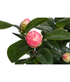 Japanische Kamelie, Verschiedene Sorten 5 Japanische Kamelie, Verschiedene Sorten -Gartenbedarf Verkäufe 2024 7088115 WE DE 001 CamelliaJaponicaNucciosCameoKamelie