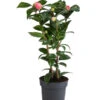 Japanische Kamelie, Verschiedene Sorten 1 Japanische Kamelie, Verschiedene Sorten -Gartenbedarf Verkäufe 2024 7088115 WE FS 001 CamelliaJaponicaNucciosCameoKamelieT15