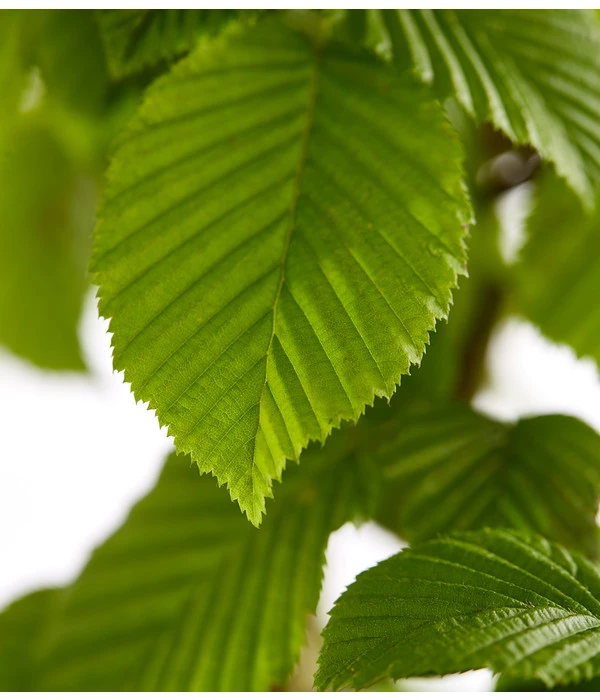 13 Meter Hainbuche, 40 X Ca. 175-200 Cm 7 13 Meter Hainbuche, 40 X Ca. 175-200 Cm – Bild 5