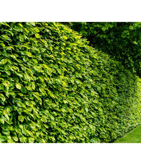 13 Meter Hainbuche, 40 X Ca. 175-200 Cm 4 13 Meter Hainbuche, 40 X Ca. 175-200 Cm – Bild 2
