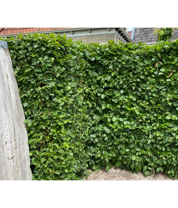 7 Meter Hainbuche, 14 X Ca. 200-225 Cm 6 7 Meter Hainbuche, 14 X Ca. 200-225 Cm – Bild 4