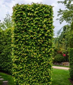 7,5 Meter Hainbuche, 30 X Ca. 150-175 Cm 9 7,5 Meter Hainbuche, 30 X Ca. 150-175 Cm -Gartenbedarf Verkäufe 2024 7089188 WE MO Luckner Hecke CarpinusBetulusHainbuche 2