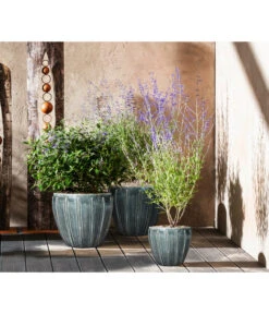 Blauraute 'Blue Spire' -Gartenbedarf Verkäufe 2024 7090863 7302631 WE MO 001 Blauraute Bartblume